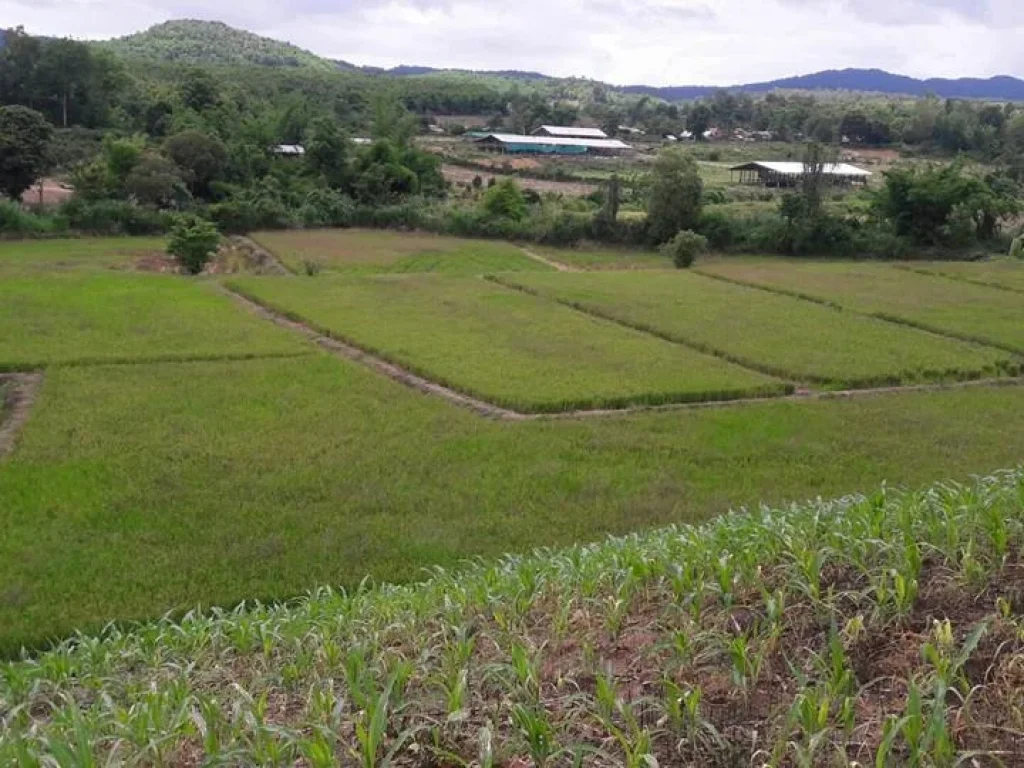 ขายที่ดินผสมที่นาและสวนลำใย หลังอำเภอแม่สรวย จังหวัดเชียงราย