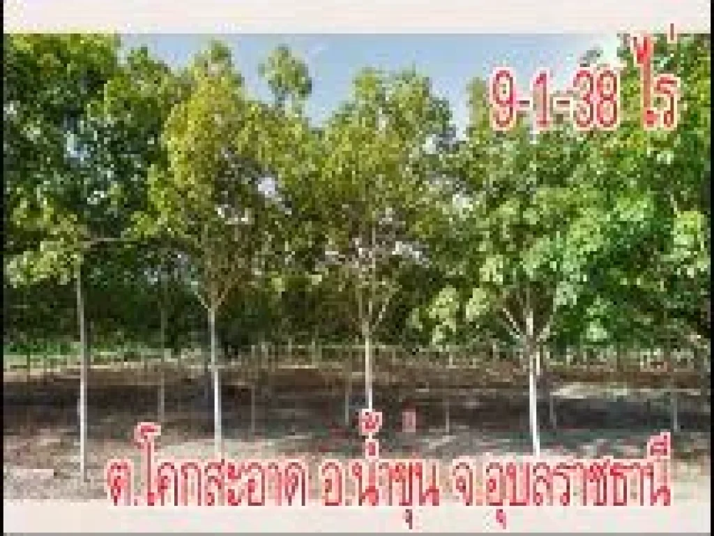 POP-396 ที่ดิน 9-1-38 ไร่ ตโคกสะอาด อน้ำขุ่น จอุบลฯ ห่างตัวอำเภอ 10 นาที ขายยกแปลง ไร่ละ 3 แสนบาท