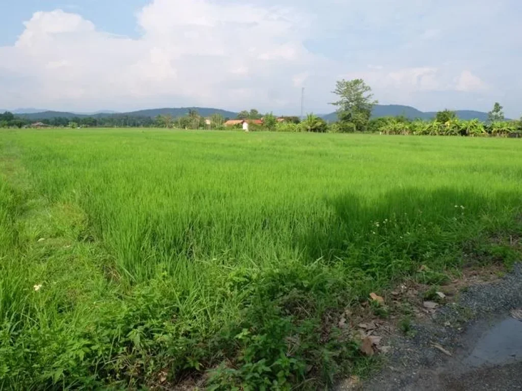 ที่นาวิวสวยวิวภูเขา บรรยากาศดี ดอยสะเก็ด