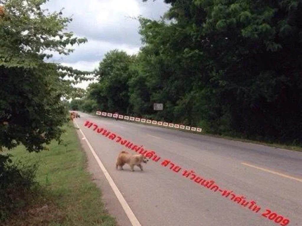 ขายที่ดินในเขตเทศบาล ติดทางหลวงแผ่นดิน2009