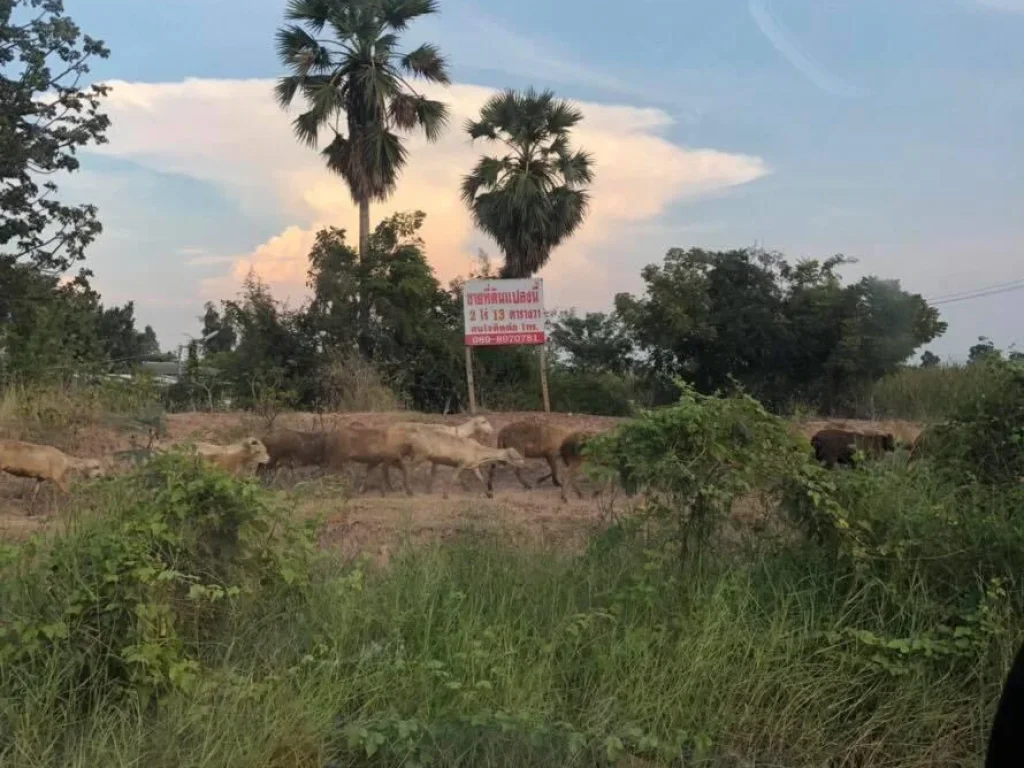 ขายที่ดินติดถนนใหญ่และคลองชลประทาน