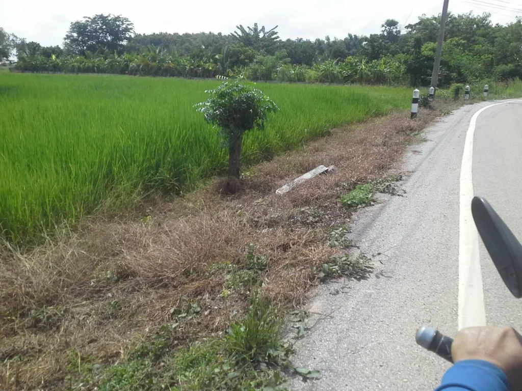 ขายที่ดินบ้านบึงกระดาน