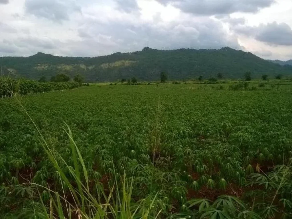 ที่ดินปากช่อง เขาใหญ่ 5ไร่ หน้าติดถนนซอย ใกล้ถนนธนะรัชต์ วิวภูเขา