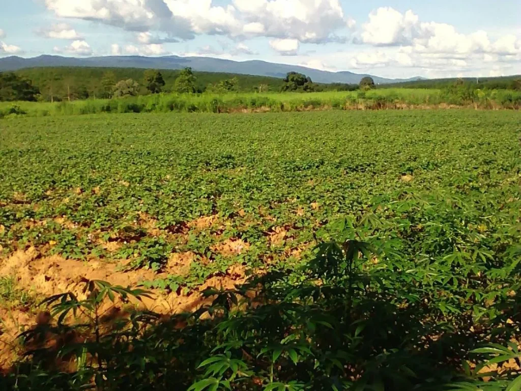 ขายที่ดินสวยทำเลดีใกล้เขาใกล้ทางหลวง 7ไร่ โฉนด อภูเรือ