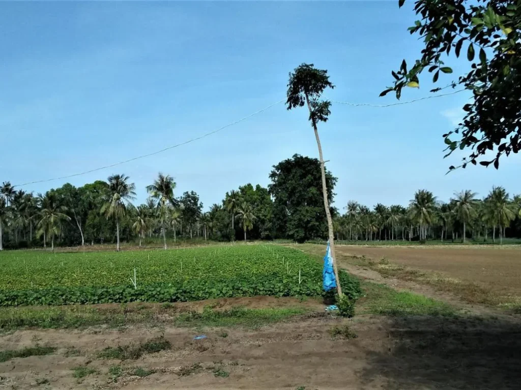 ขายที่ดินมีโฉนดคลองวาฬ 10 นาทีจากเมืองประจวบคีรีขันธ์