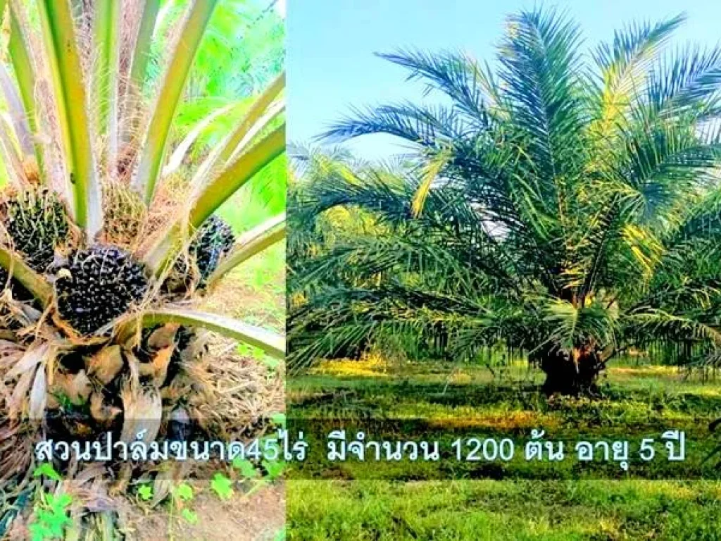 ขายที่สวนปาร์มน้ำมันที่โฉนด เนื้อที่ 45 ไร่ อกุดจับ จอุดรธานี