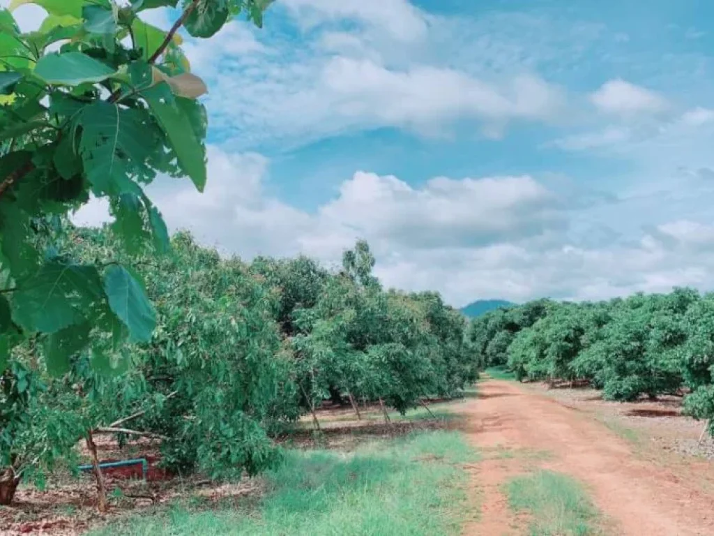 ขายสวนลำใยบ้านแม่ปั๋ง พร้าว เชียงใหม่