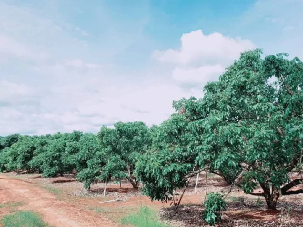 ขายสวนลำใยบ้านแม่ปั๋ง พร้าว เชียงใหม่