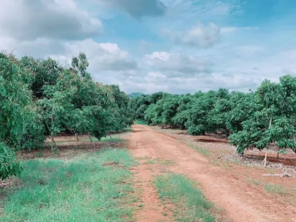 ขายสวนลำใยบ้านแม่ปั๋ง พร้าว เชียงใหม่