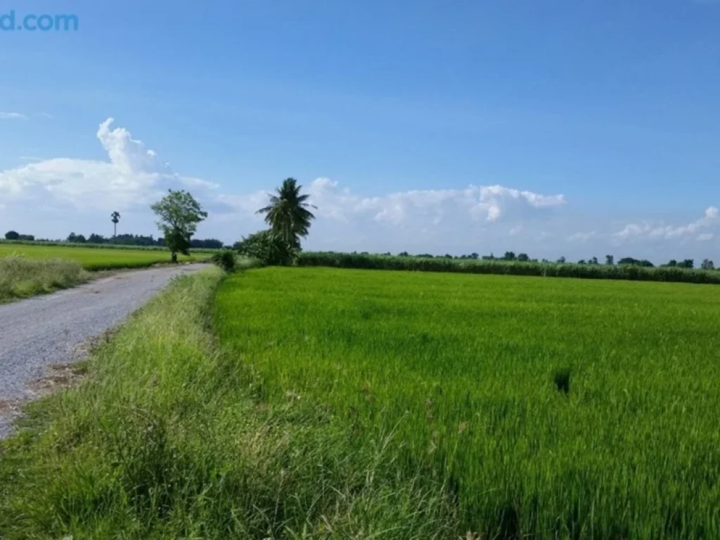 ขายที่นาติดถนนสายเอเชียบางระจัน จ สิงห์บุรี