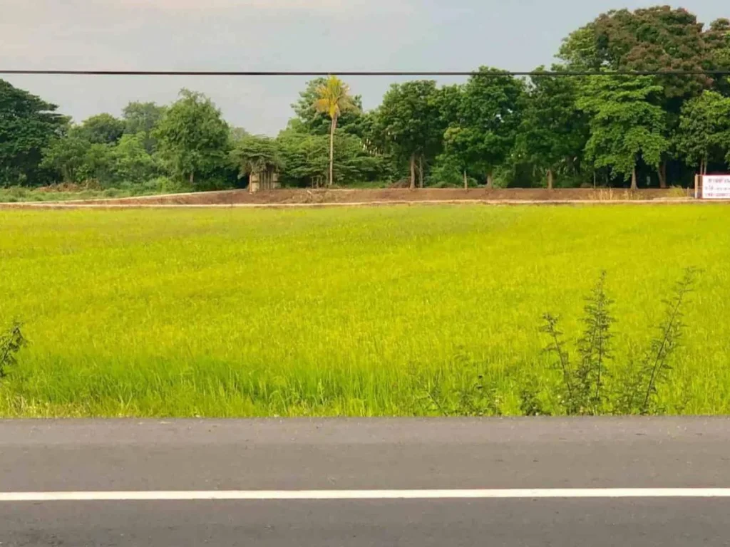 ขายที่ดินสวย ติดแม่น้ำท่าจีน พร้อมบ้านพัก อำเภอบางปลาม้า สุพรรณบุรี