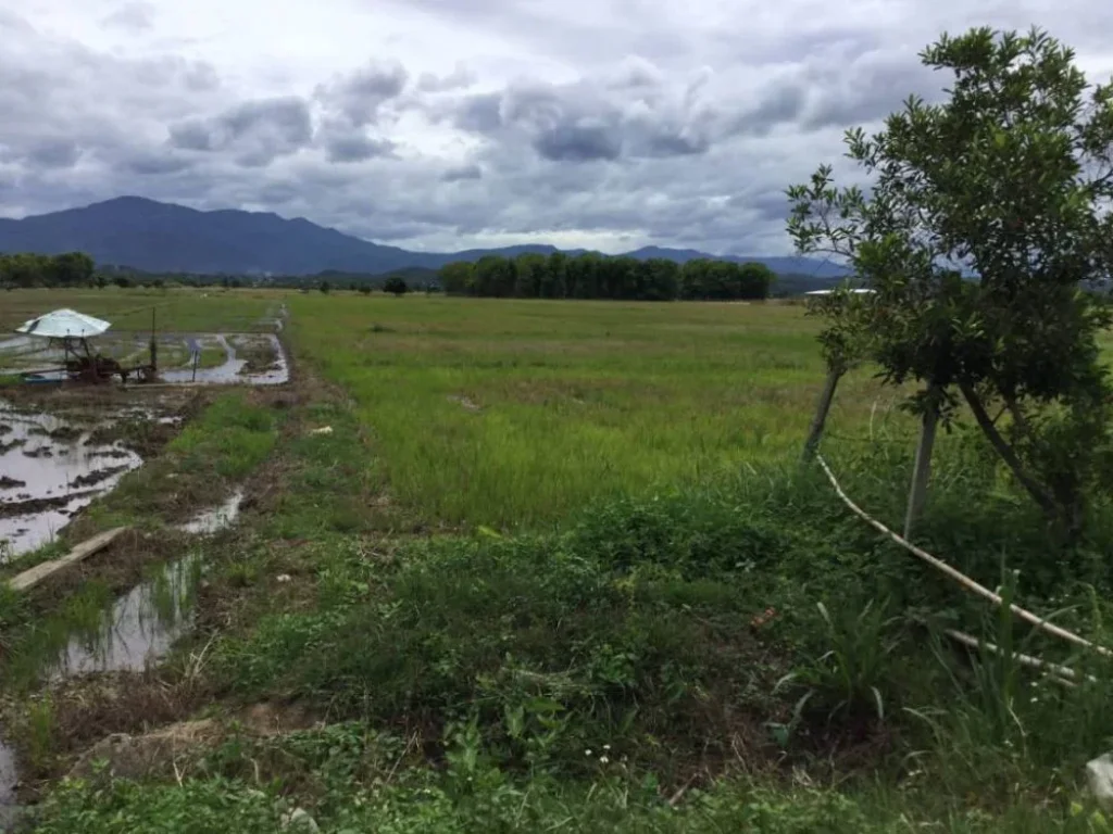 ขายที่นาดินสันโป่ง แม่ริม วิวดอยสุเทพ เชียงใหม่