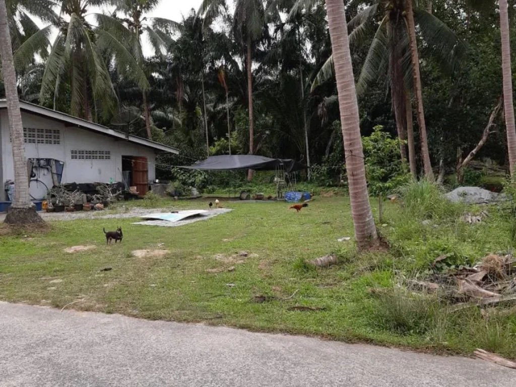 ต้องการขายที่ดินพร้อมบ้านพักอาสัย