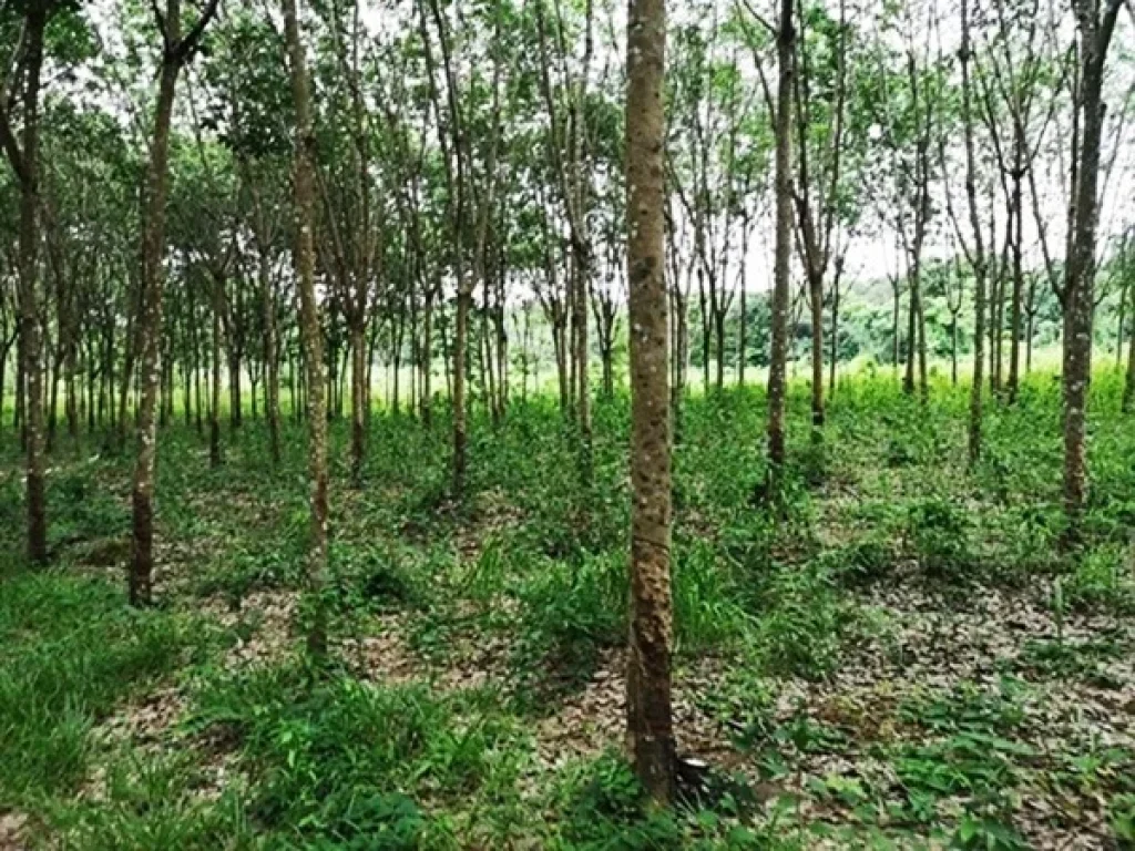 ขายที่ดินพร้อมสวนยาง ติดลำห้วย 25 ไร่ อสิรินธร จอุบล