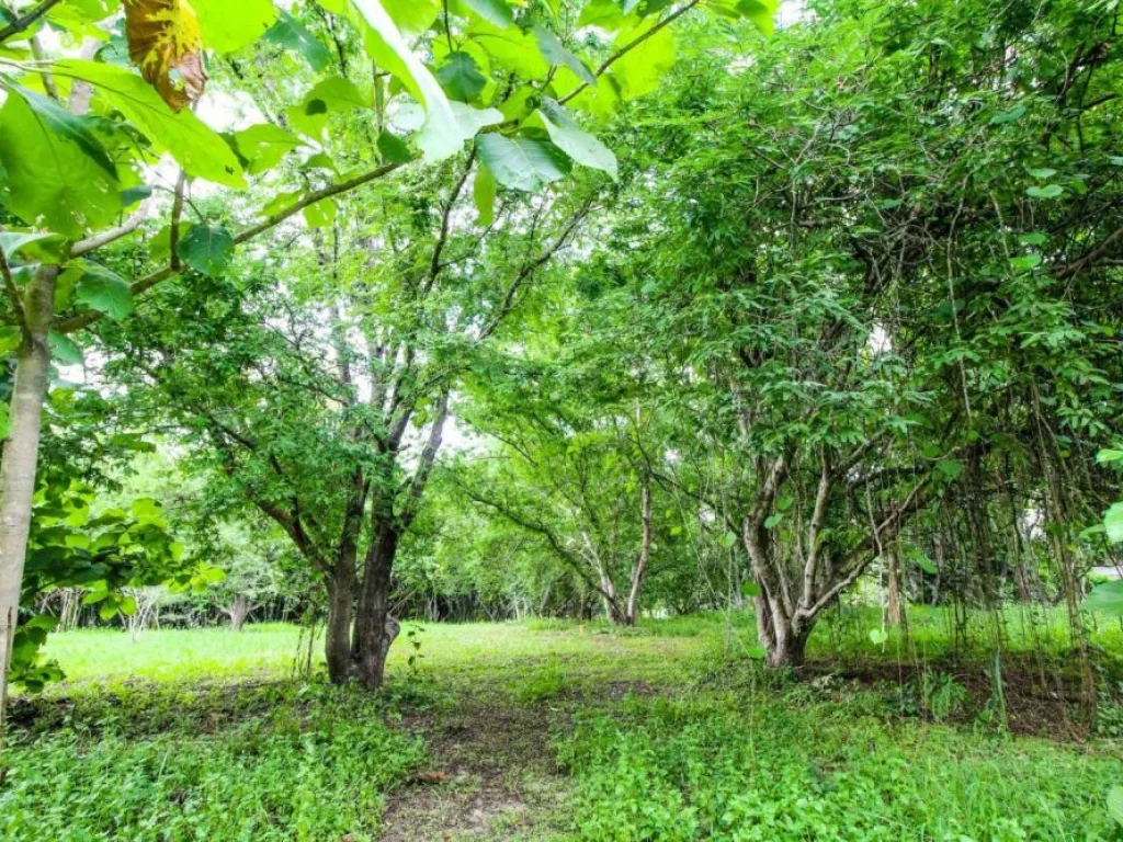 ขายที่ดินห้วยทราย แม่ริม ห่างถนนซอย 200 เมตร