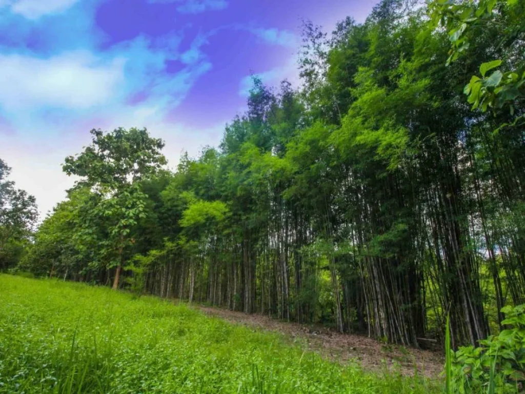 ขายที่ดินห้วยทราย แม่ริม ห่างถนนซอย 200 เมตร