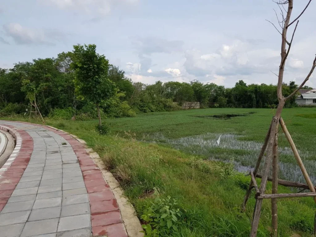 ขายที่ดิน 19 ไร่ ติดถนนมิตรภาพ ตรงข้ามพุทธมณฑลอิสาน