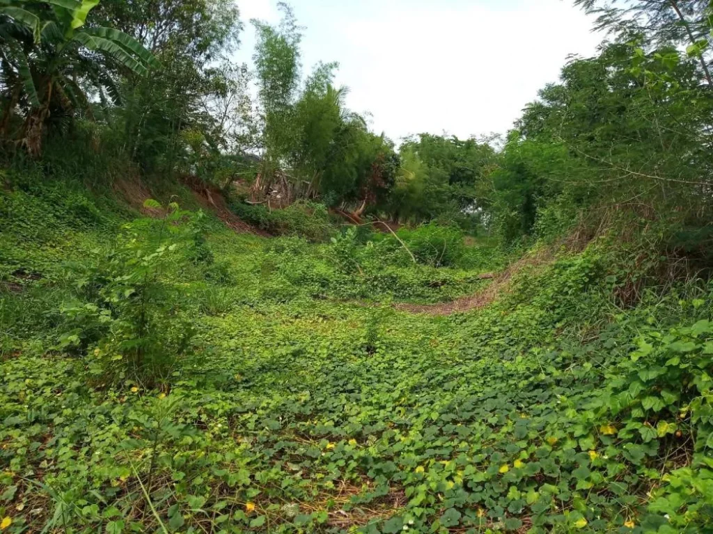 ขายที่ดินเปล่าหน้าวิวภูเขา เขาใหญ่ หลังลำห้วย อปากช่อง จนครราชสีมา LAND WITH ADJACENT CREEK AND KAO YAI MOUNTAIN VIEWS