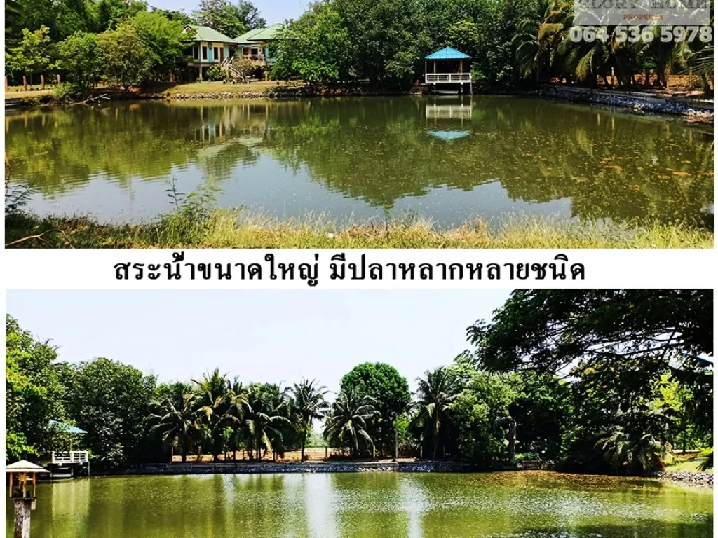 ขายที่ดิน 3 ไร่ 17 ตรวพร้อมบ้านทรงไทยใต้ถุนสูง ที่ทุ่งคอก อสองพี่น้อง จสุพรรณบุรี