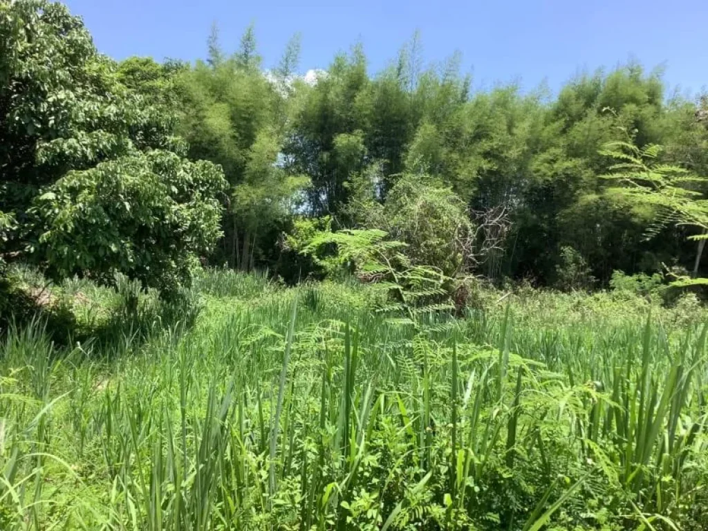 ขายที่ดินดอยสะเก็ตห่างถนนหลัก 800 เมตร ราคาถูก