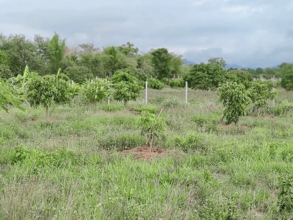 ขายที่ดินน้ำแพร่ วิวดอย ตรงข้าม ปตท น้ำแพร่ ราคาถูก