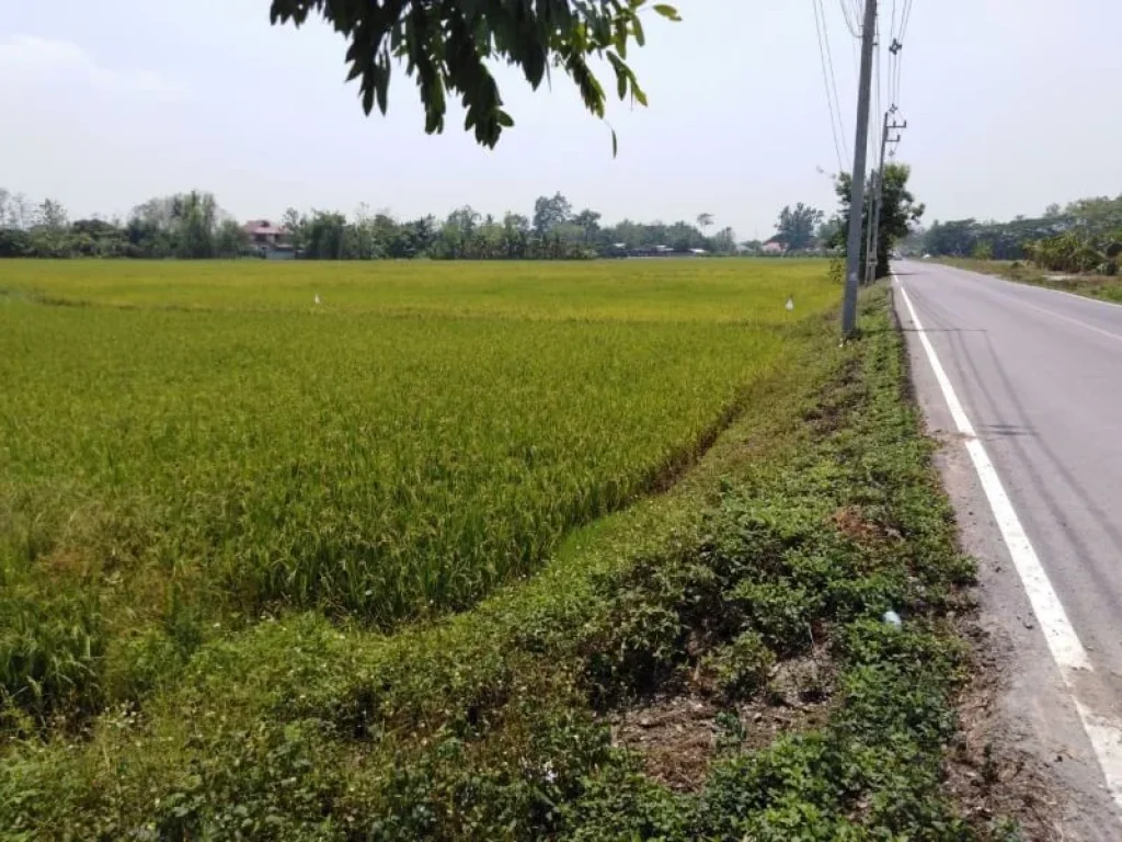 ขายที่ดินห่างโรงเรียนนานาชาติเกรส กุลพันธ์วิลล์ 1 km