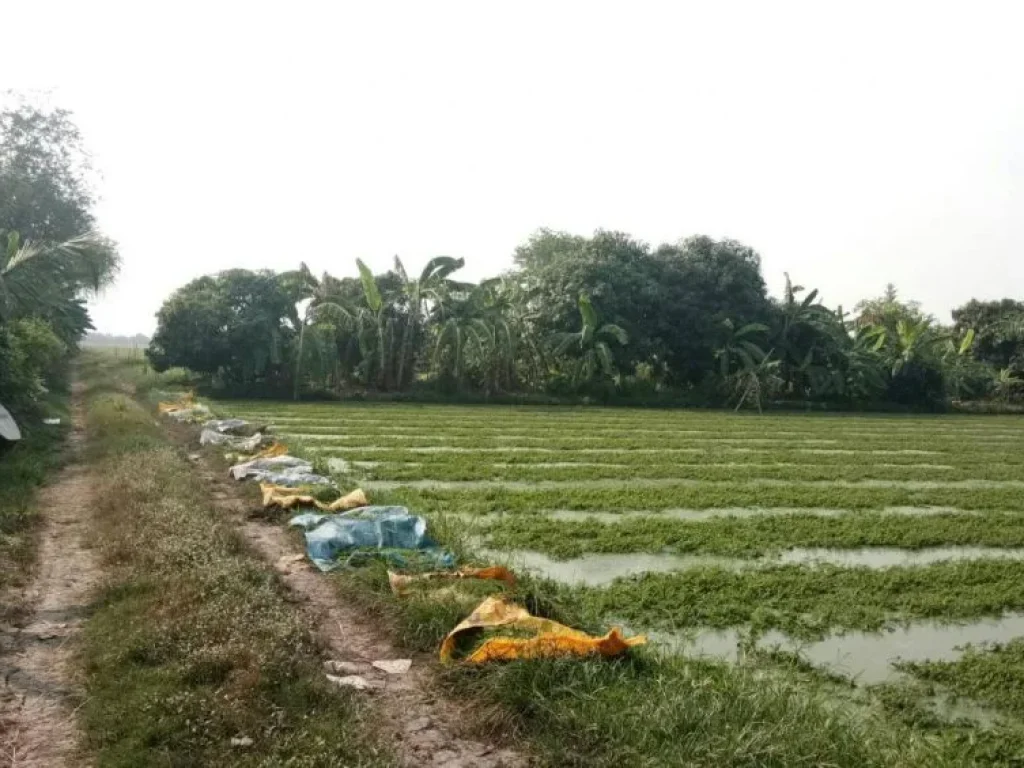 ขายที่ดิน คลองสามวา ซอยวัดศรีสุก ใกล้สำนักจุฬาราชมนตรี