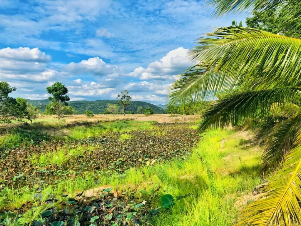 ที่ดิน ทำการเกษตราคาถูก