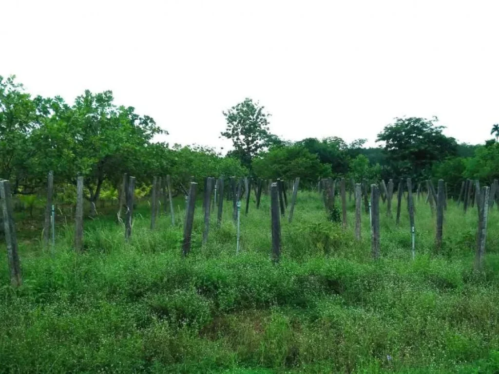 ขายที่ดินสมบูรณ์ ดินดี น้ำดี สิ่งแวดล้อมดี