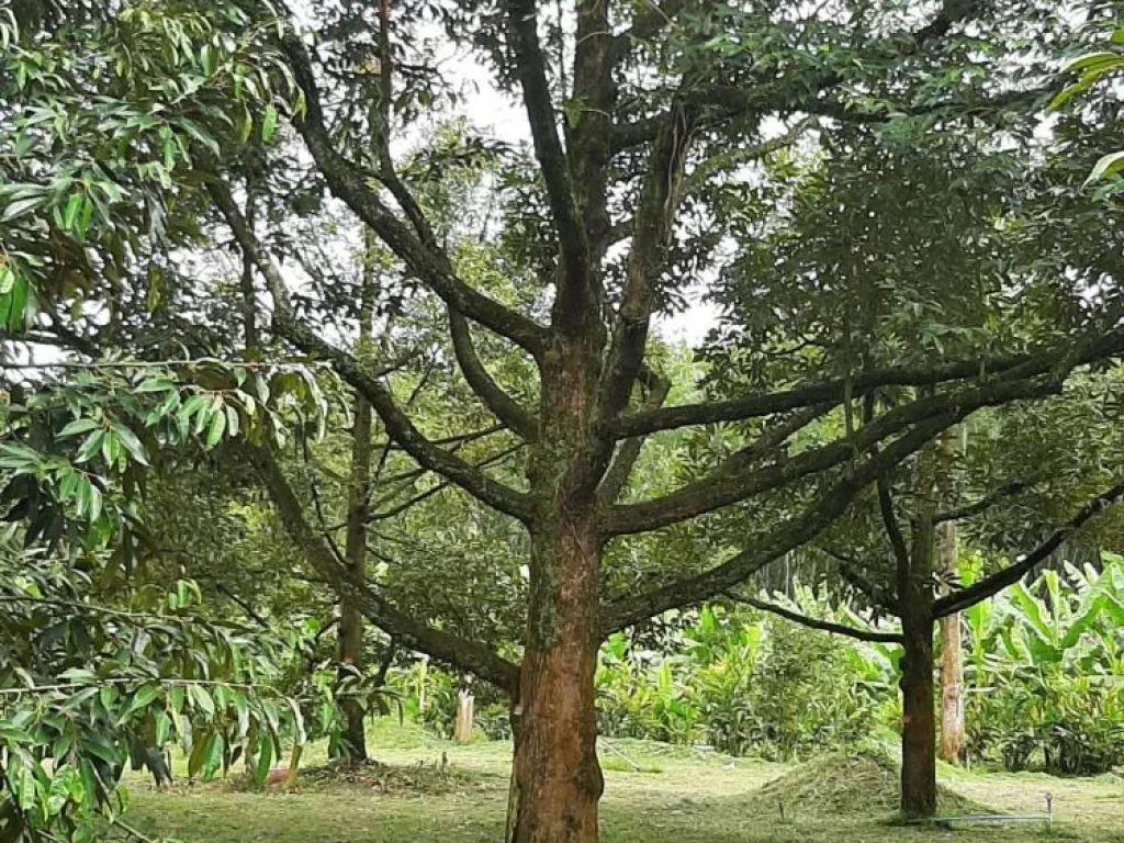 ขายสวนทุเรียนหมอนทอง ติดลำธาร วิวภูเขา 19 ไร่ หน้าน้ำตกเขาชะเมา