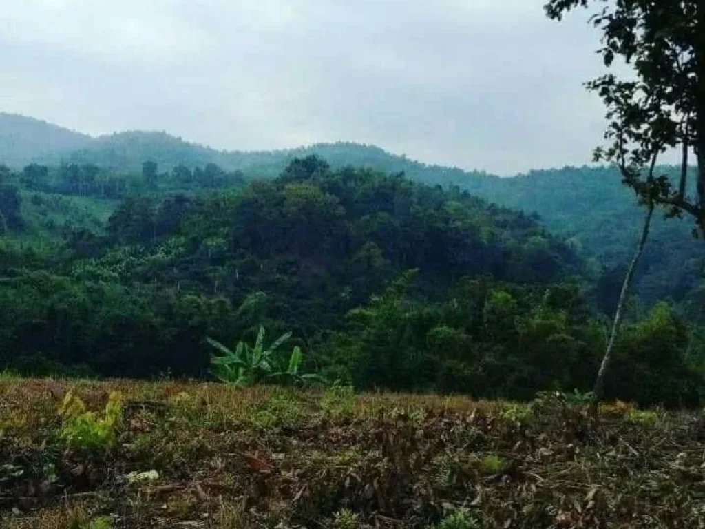 ขายที่ดินวิวดอย แม่นะ เชียงดาวห่างปั้มน้ำมัน 4 km