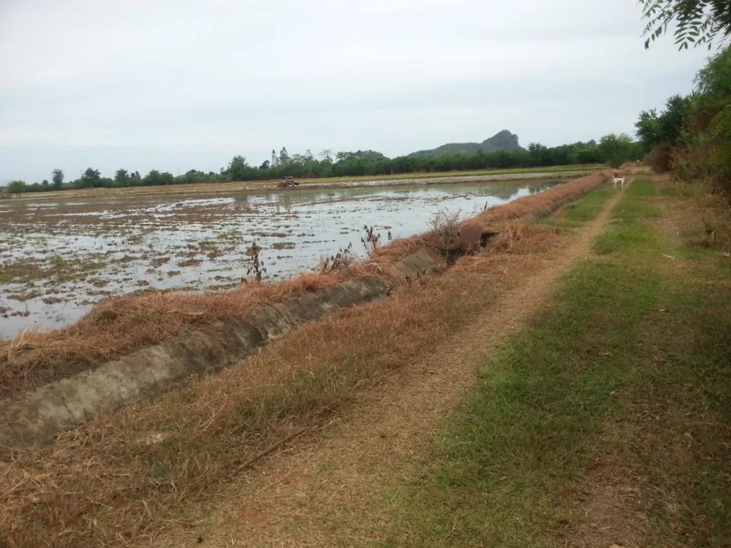 ที่นาชุมชนบ้านเขาราบ โพธาราม