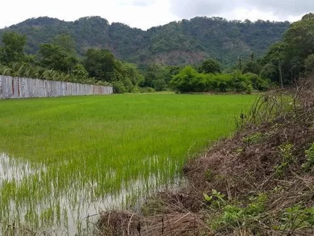 ท้ายที่ติดคลองตลอดแยว ถมแล้ว 3ไร่ เป็นนา 7ไร่ มองเห็นวิวเขาสวยงาม บรรยากาศดี