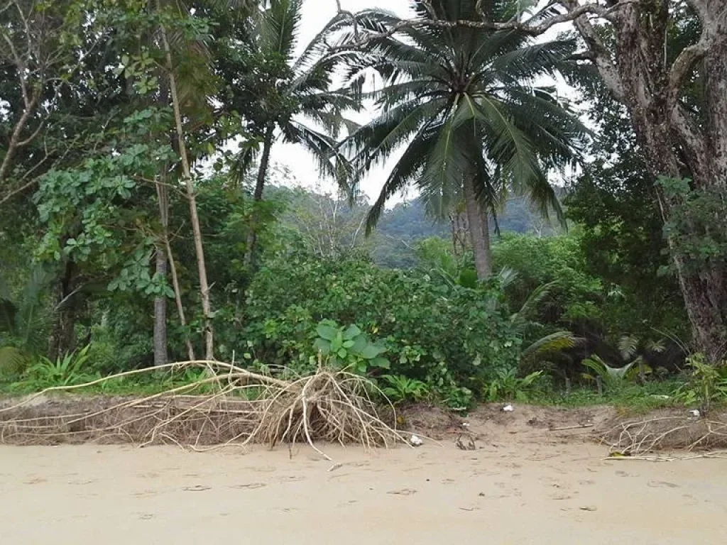 ขายที่ดินติดชายหาดราคาถูกด่วน 95ไร่ ติดหาด ตะกั่วป่า พังงา