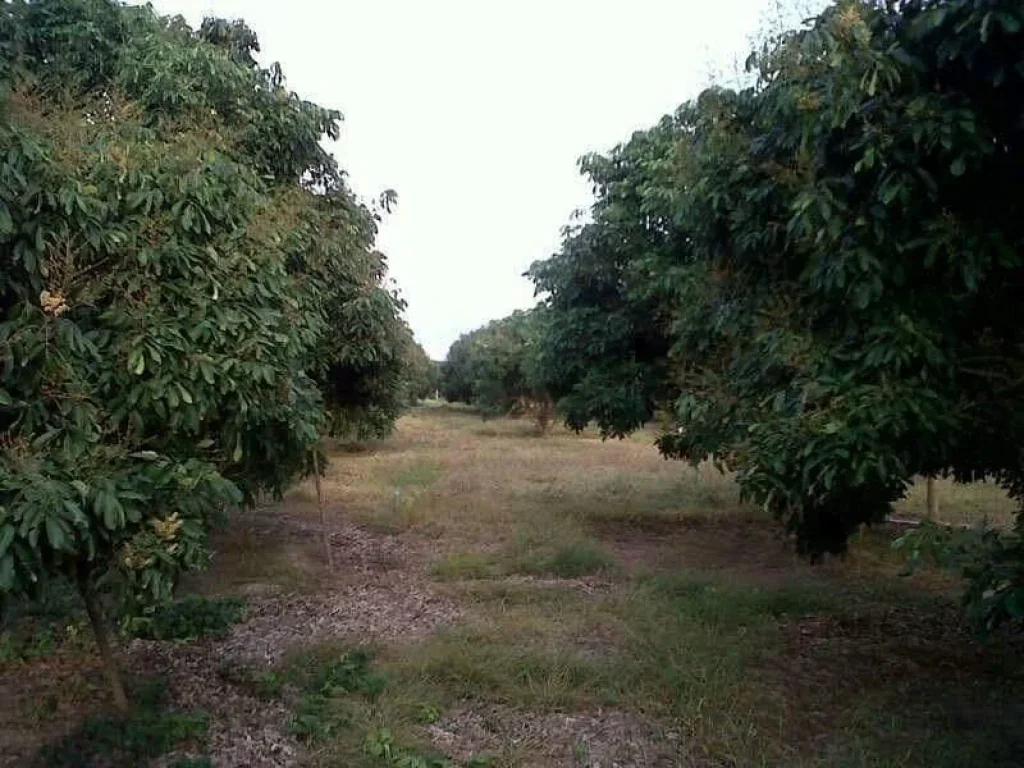 ขายที่ดิน พร้อมสวนลำไย ติดถนนฮอด-ดอยเต่า