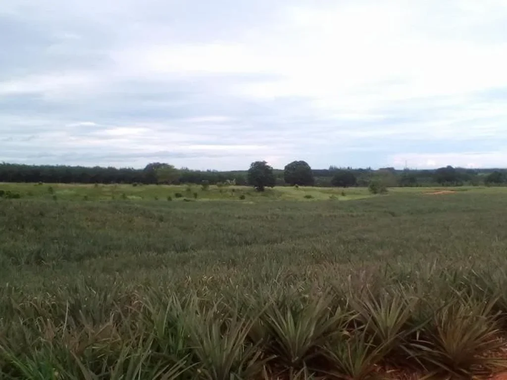 ที่ดินแปลงใหญ่วิวเขาบรรยากาศดี