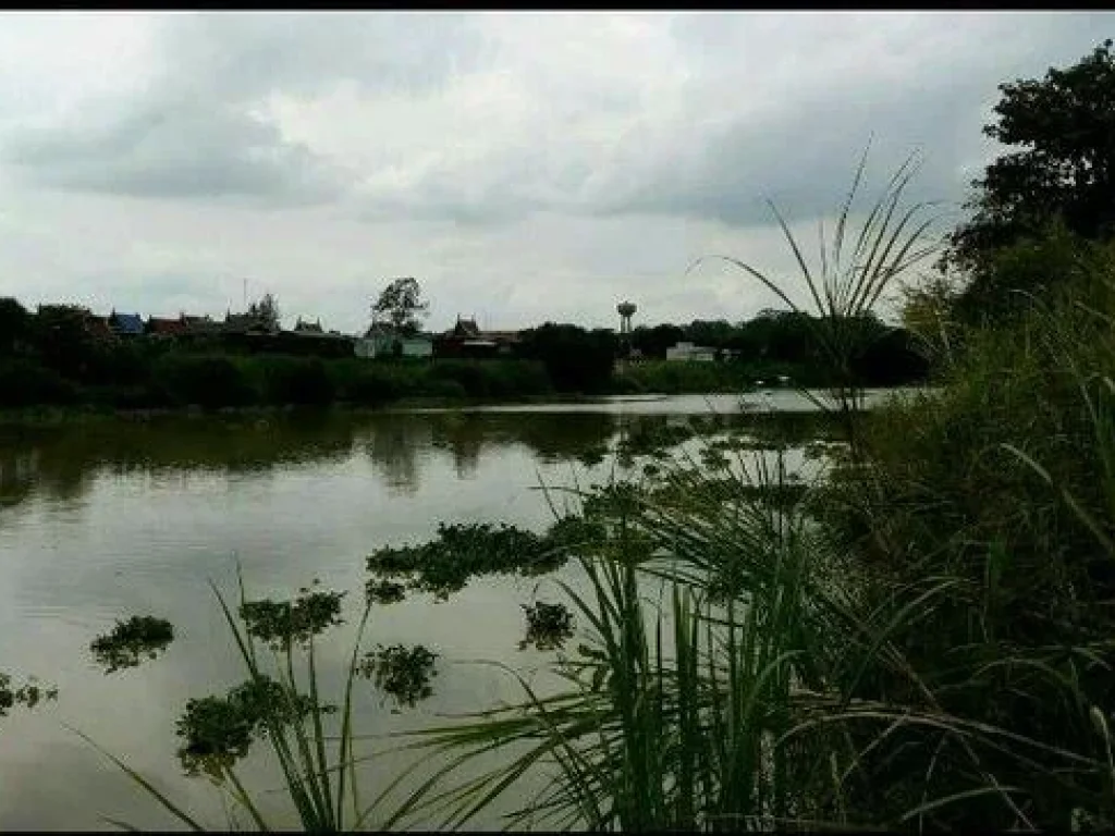 ขายด่วนที่ดิน ติดริมแม่น้ำเจ้าพระยา บางบาล อยุธยา