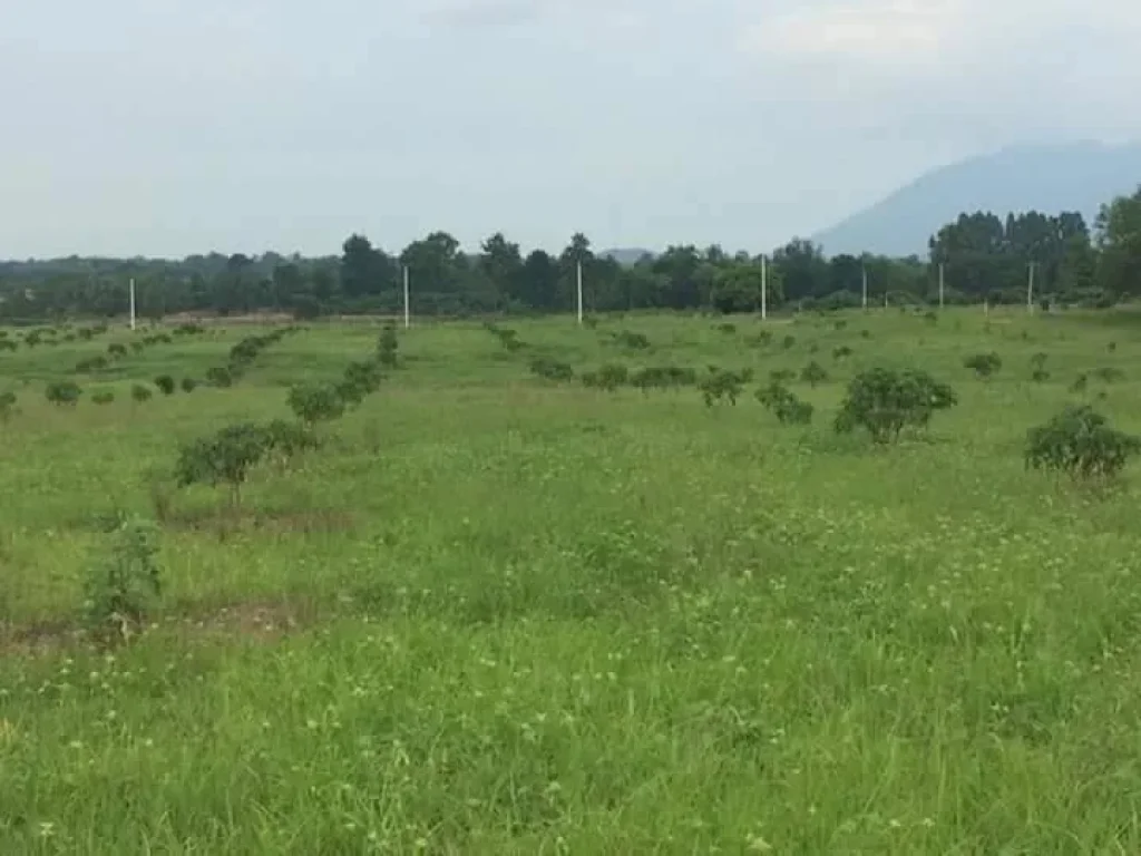 ขายที่ดินพร้อมสวนลำไย ทับช้าง สอยดาว จันทบุรี