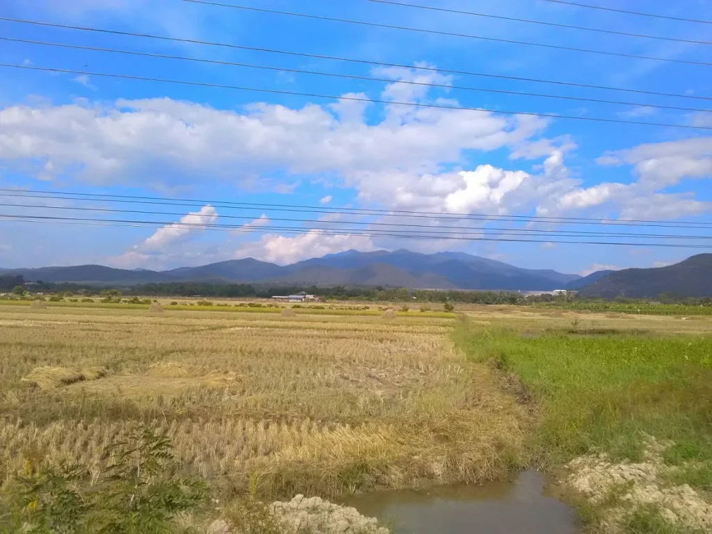 ที่นาติดถนนทางไปเขื่อนแม่งัด