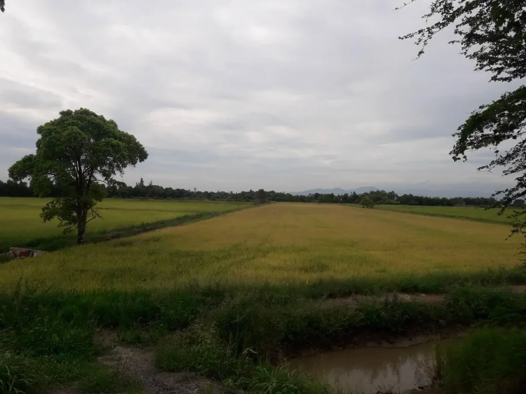 ขายที่ดิน 5 ไร่ ติดถนนลาดยางกว้าง 50 เมตร