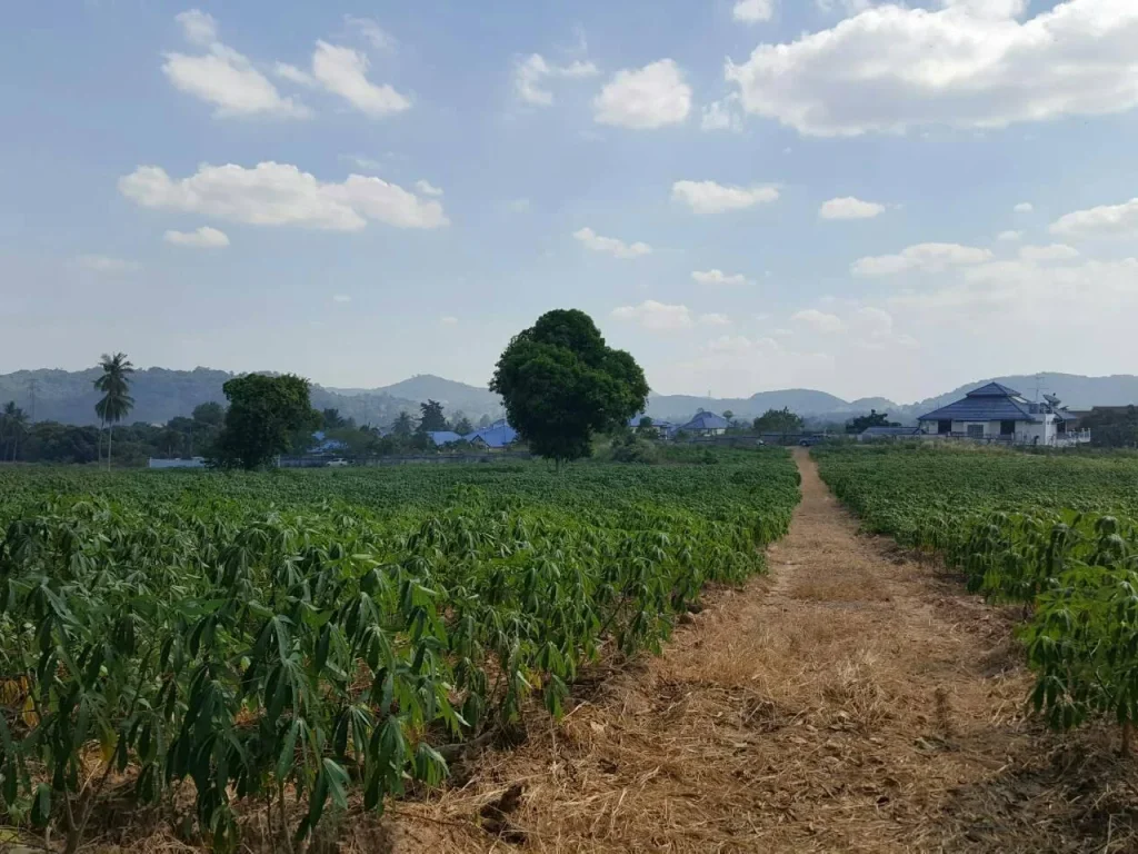 ขายทิ่ดิน ใกล้สวนนงนุชเขาชีจรรย์ไร่องุ่น เนื้อที่ 15 ไร่