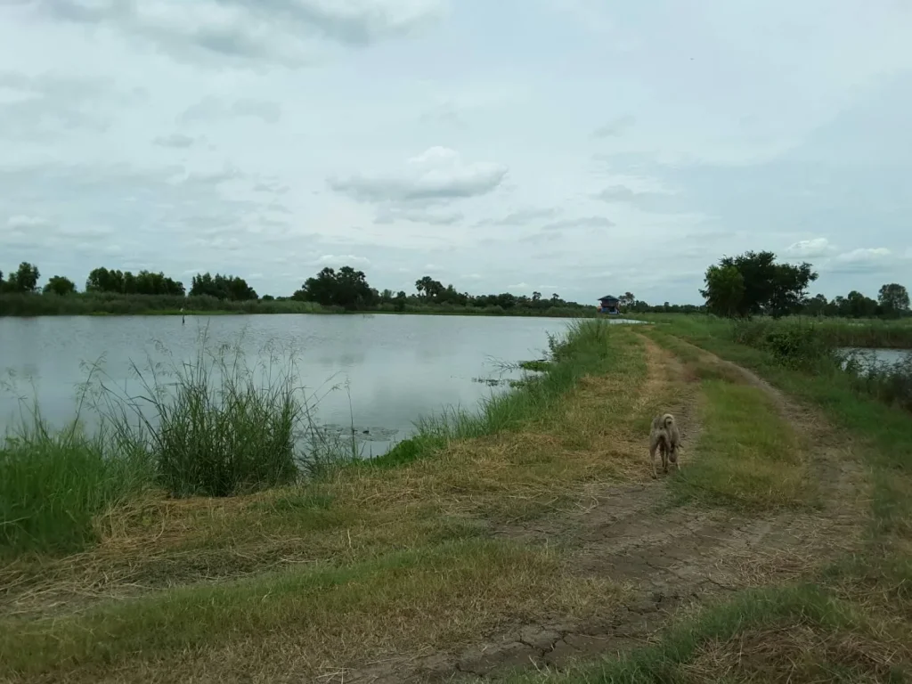 ขายที่ดิน 14-1-84 ไร่ บางไทร อยุธยา 5 ล้านบาท