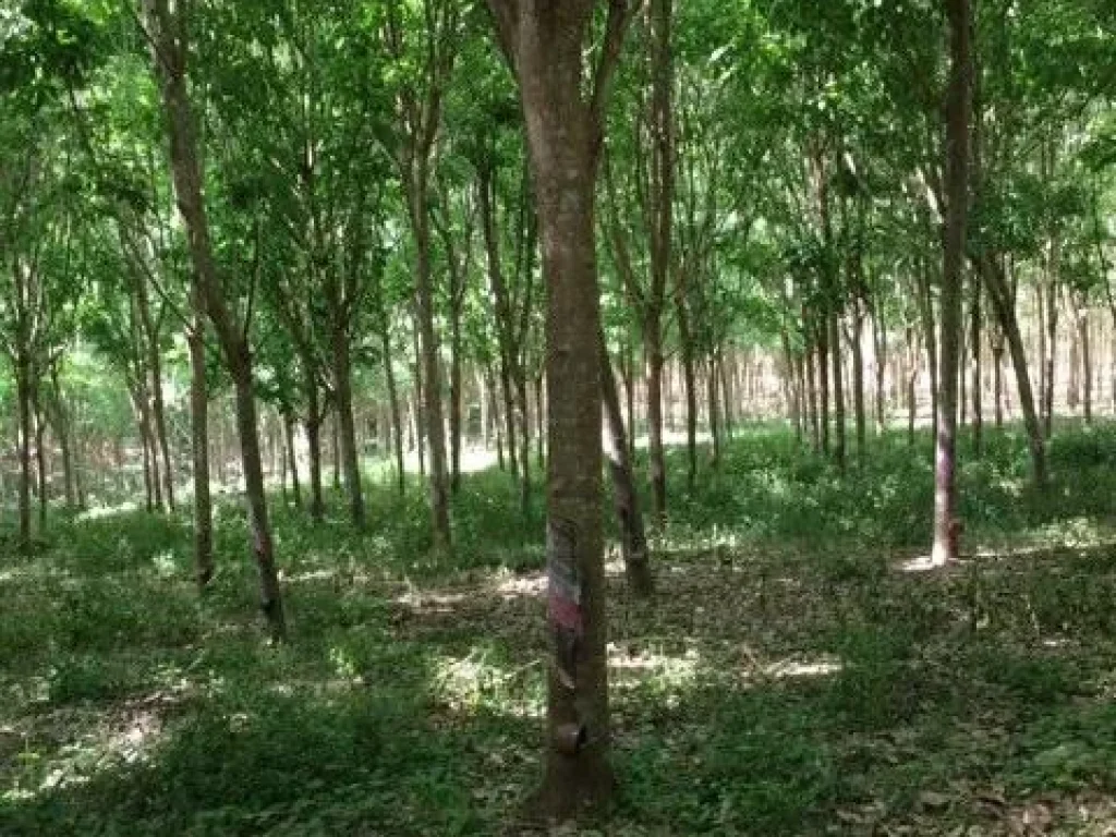 ต้องการขายสวนยางพารา และสวนปาล์มน้ำมัน ต ตะปาน อ พุนพิน จ สุราษฎร์ธานี แบบยกแปลง หรือแบ่งขายจำนวน 329 ไร่ ราคาดีมาก