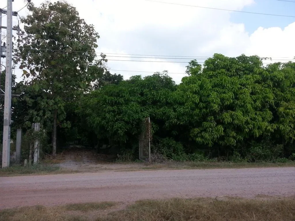 ที่ดินสวนมะม่วง 20 ไร่ ติดถนน ล้อมรั้วลวดหนาม ไฟฟ้า 3 เฟต น้ำประปาพร้อม