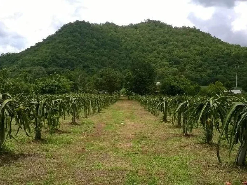 ที่ดินปากช่อง เขาใหญ่ หลังติดภูเขา หน้าติดถนน 2ไร่ 1งานเศษ วิวภูเขาสวยมาก