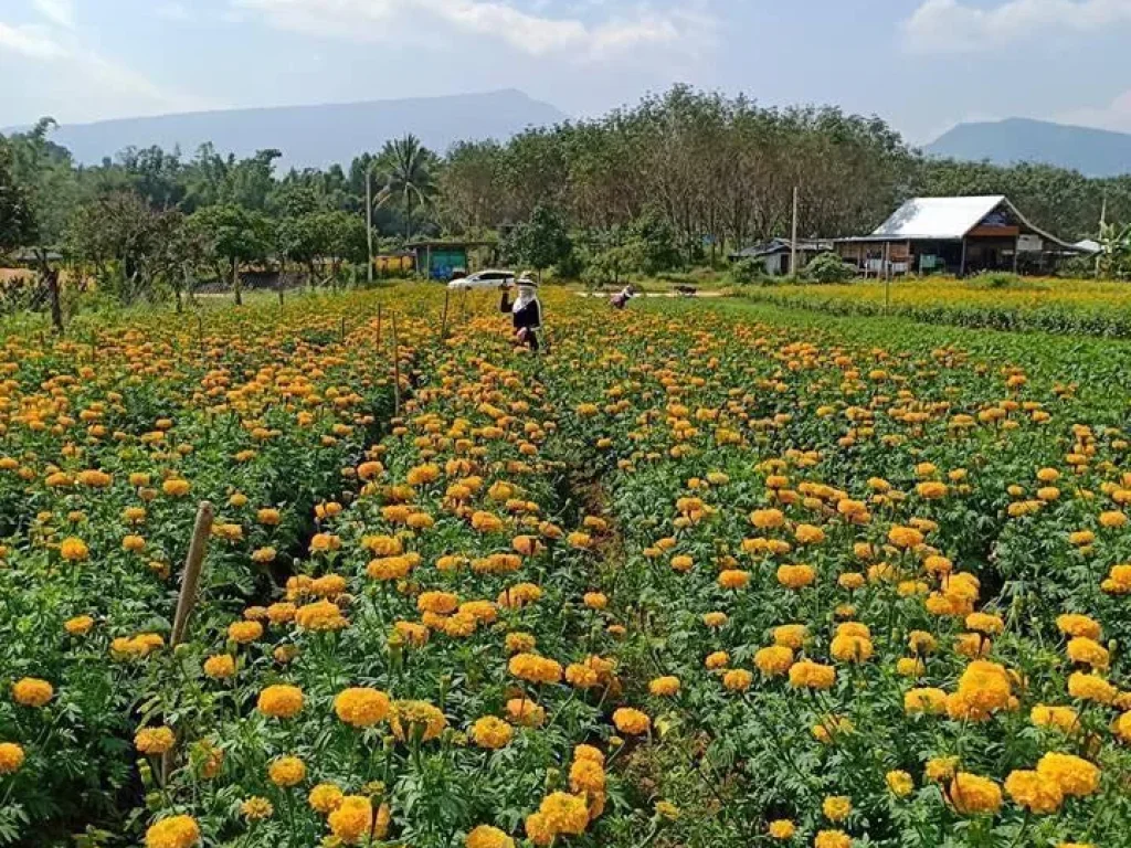 ขายที่ดินเปล่าสวย มีโฉนด 1 ไร่ ในหมู่บ้านแสนสุข มีน้ำ ไฟ พร้อม