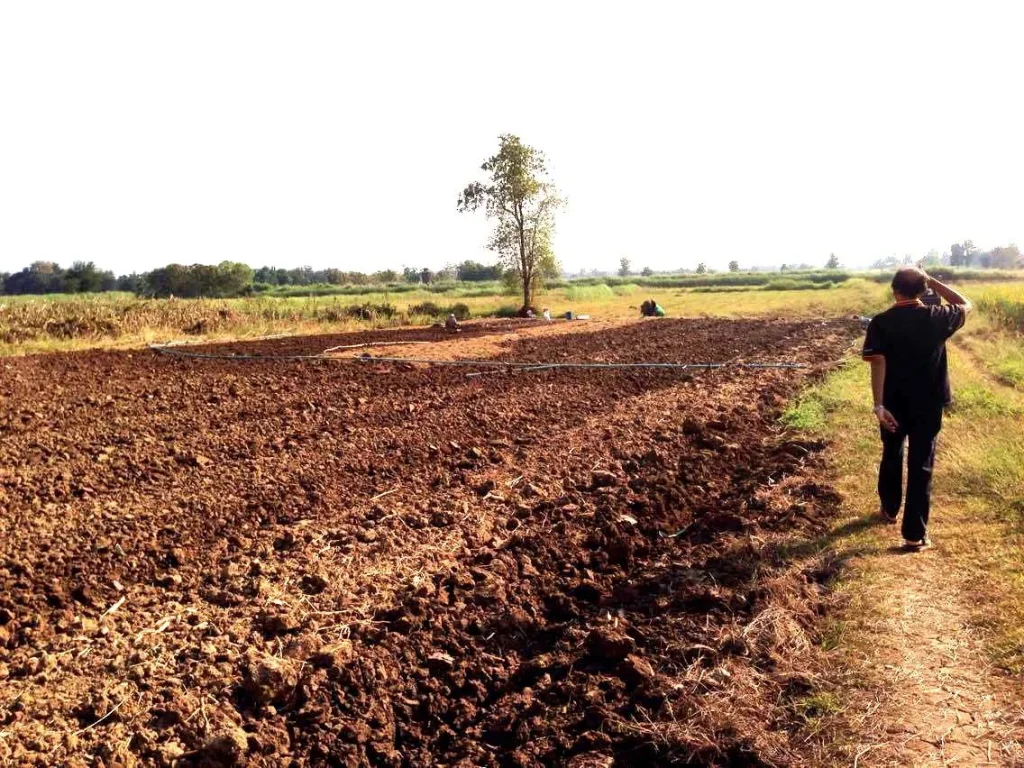 ขายที่ 20 ไร่โฉนด มีไฟฟ้า น้ำประปาพร้อมไร่ 100000 บาท