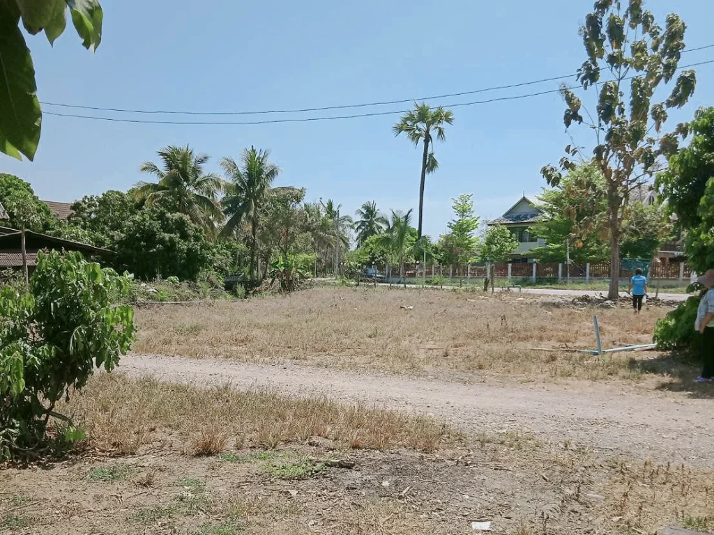 ขายที่สวนลำใยติดถนนพญาชมภู ราคาถูก