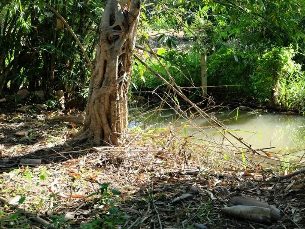 ขายที่สวน ลวงเหนือ ดอยสะเก็ด เชียงใหม่