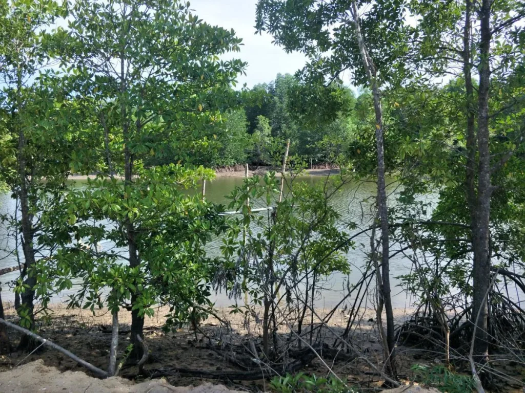 ขายด่วนเจ้าของขายเอง ที่ดินติดคลองบางสน ติดทะเลหาดบางสน อปะทิว จชุมพร